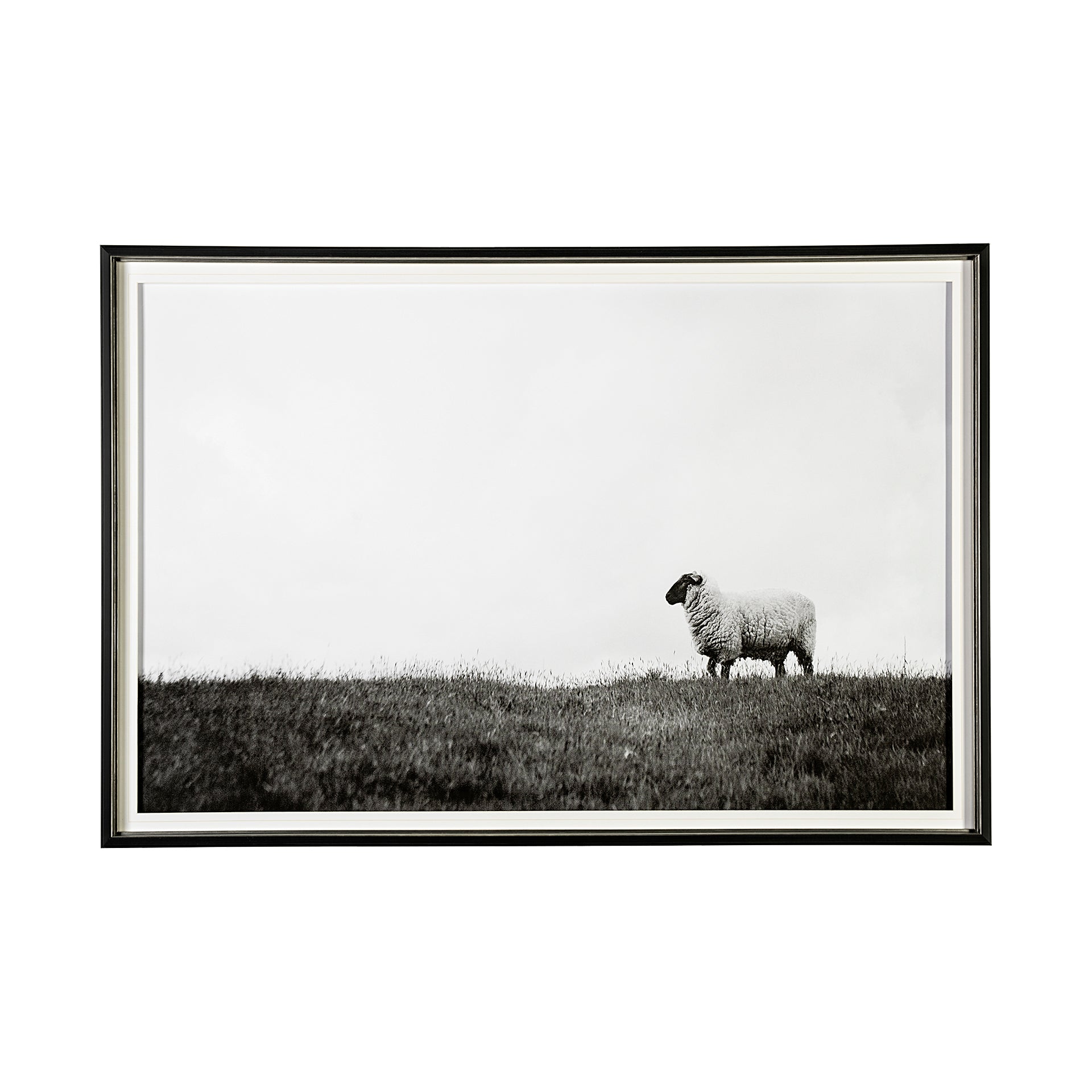 Lady Sheep II / 41.8 H x 61.8 W