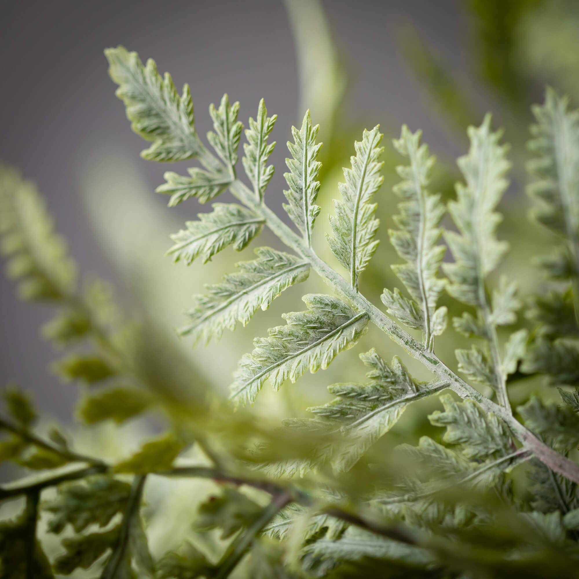 Green Fern Bush