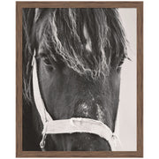 Black Horse by Emiko and Mark Franzen F2 Images Framed Wall Art Print