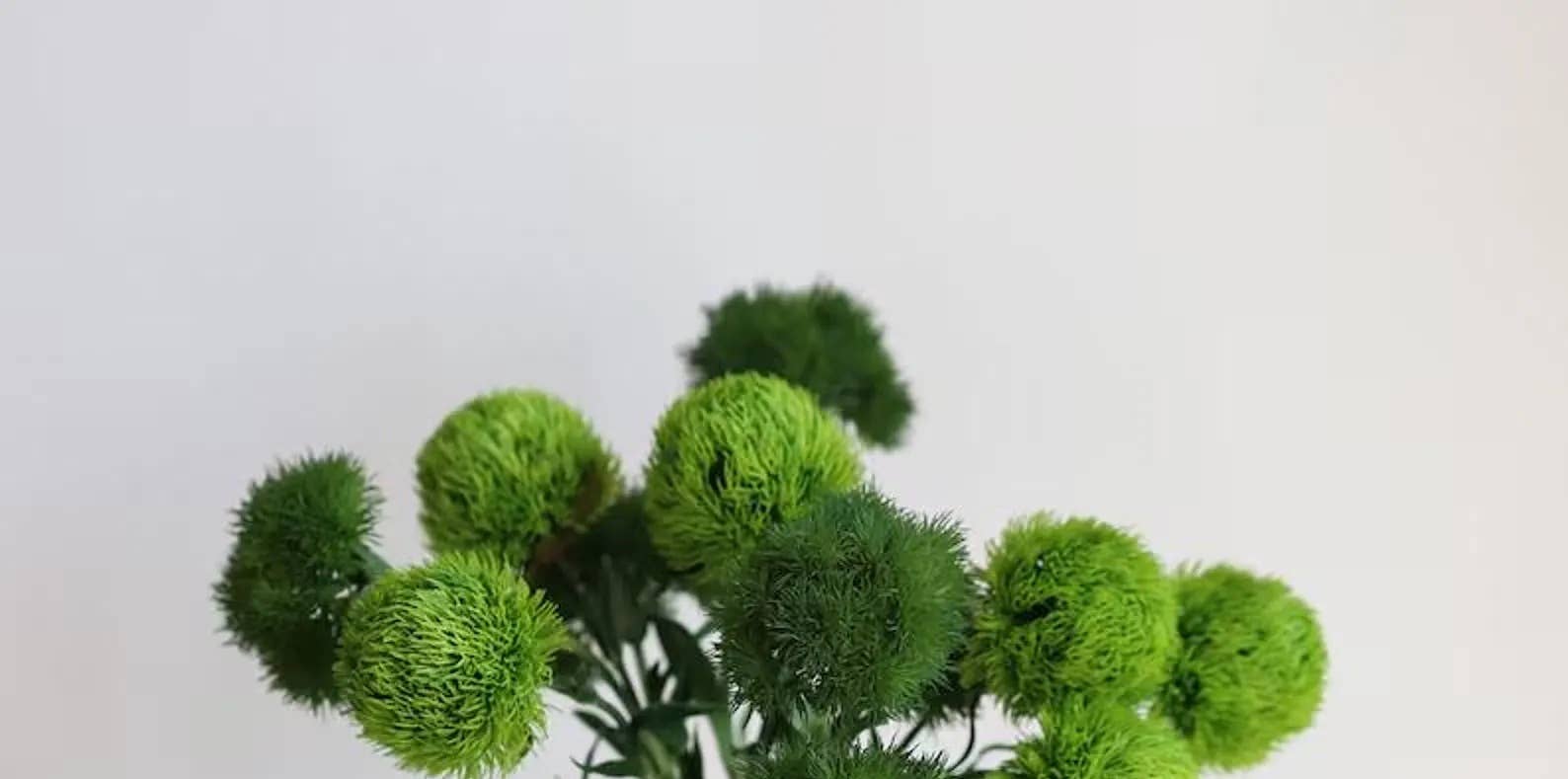 21.5" Realistic Faux Dianthus Green Ball Fresh Green stem: Deep Green
