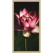 Midnight Lotus Flower by Stephanie Klatt Framed Wall Art Print