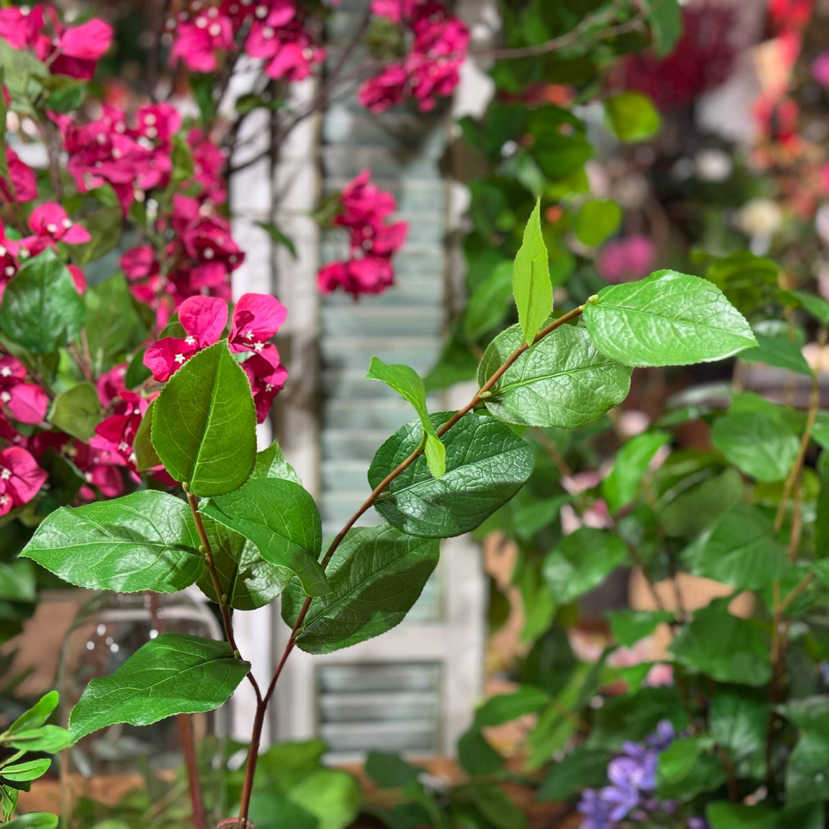 Salal Leaf Spray - 30 Inch