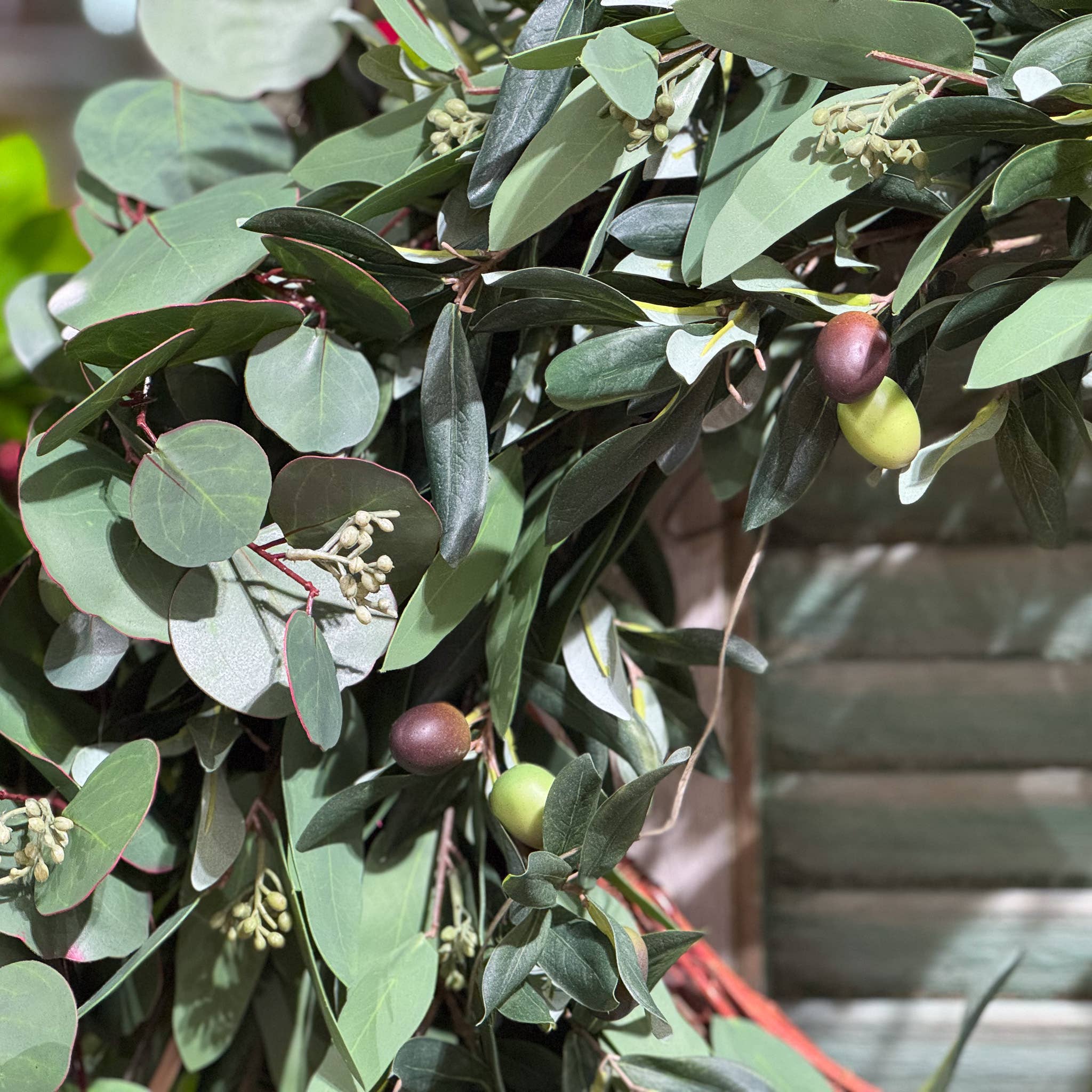 Seeded Eucalyptus & Olive Wreath - 24 Inch