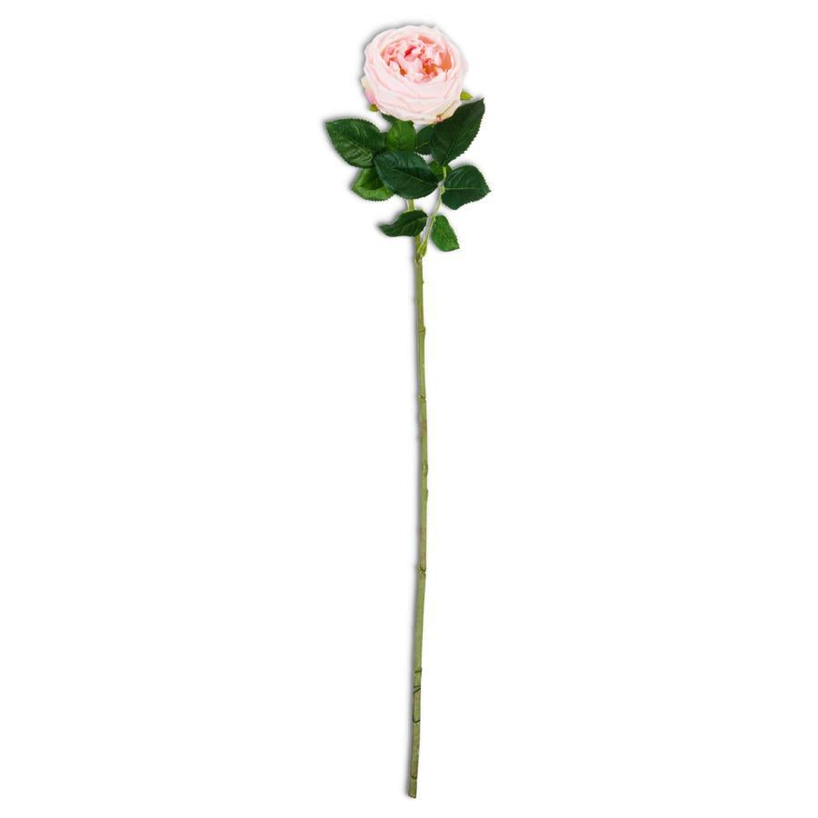 24 Inch Real Touch Austin Rose Stem - 6 Colors