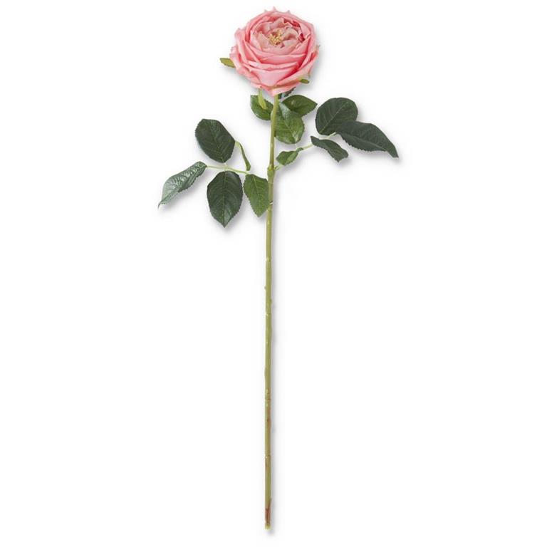 24 Inch Real Touch Austin Rose Stem - 6 Colors