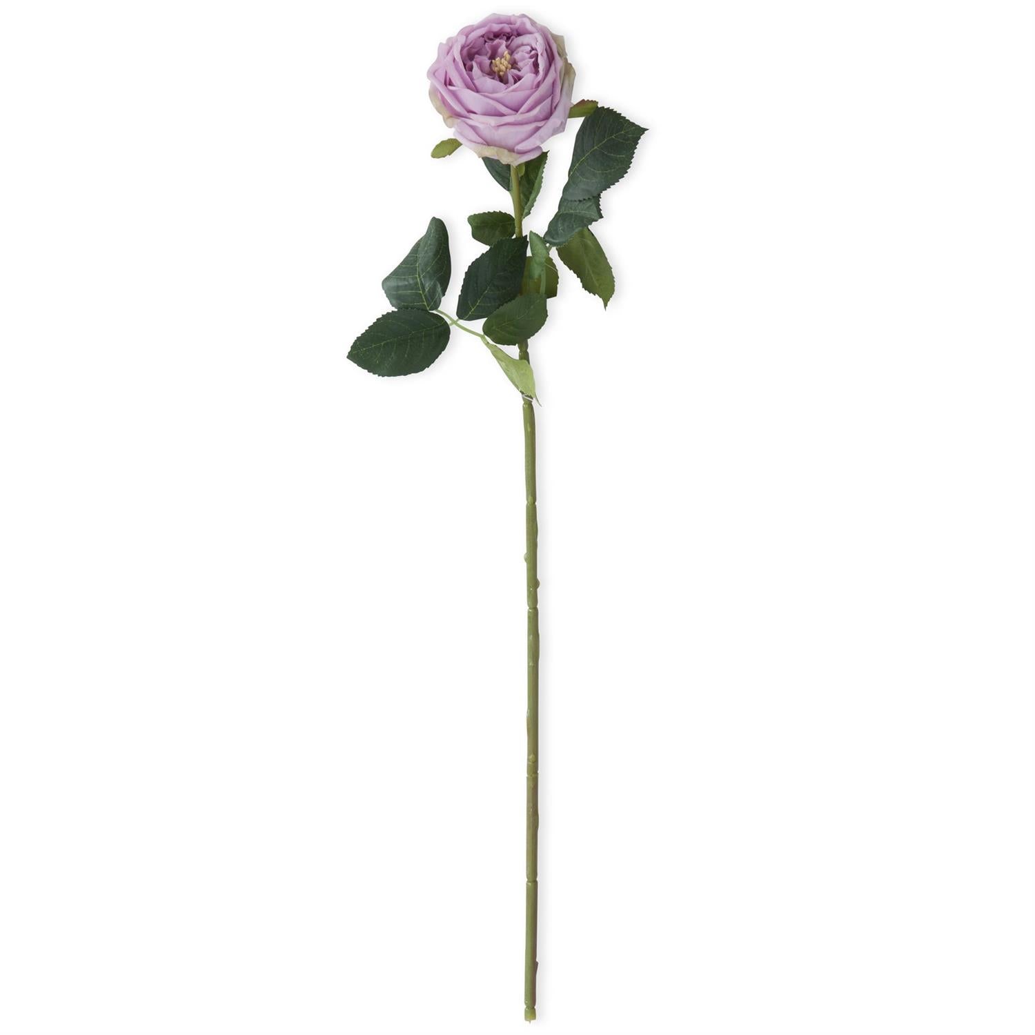24 Inch Real Touch Austin Rose Stem - 6 Colors