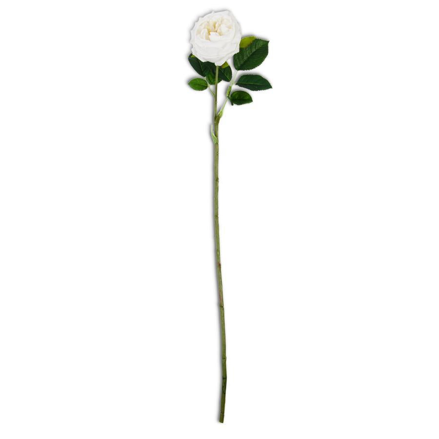 24 Inch Real Touch Austin Rose Stem - 6 Colors