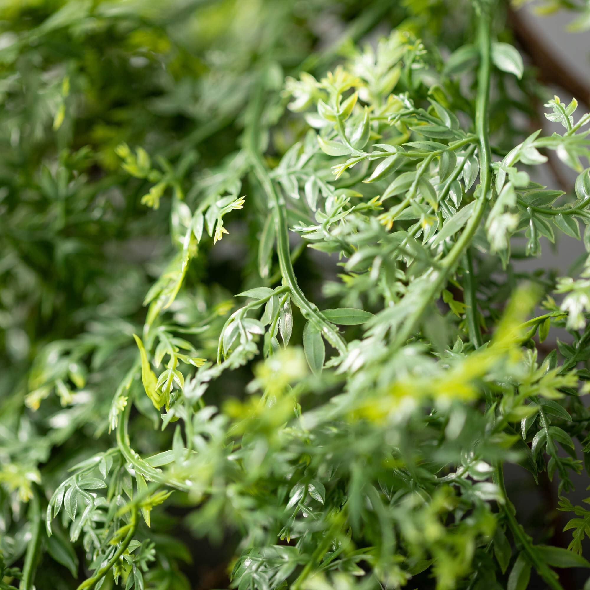 Hanging Mini Fern