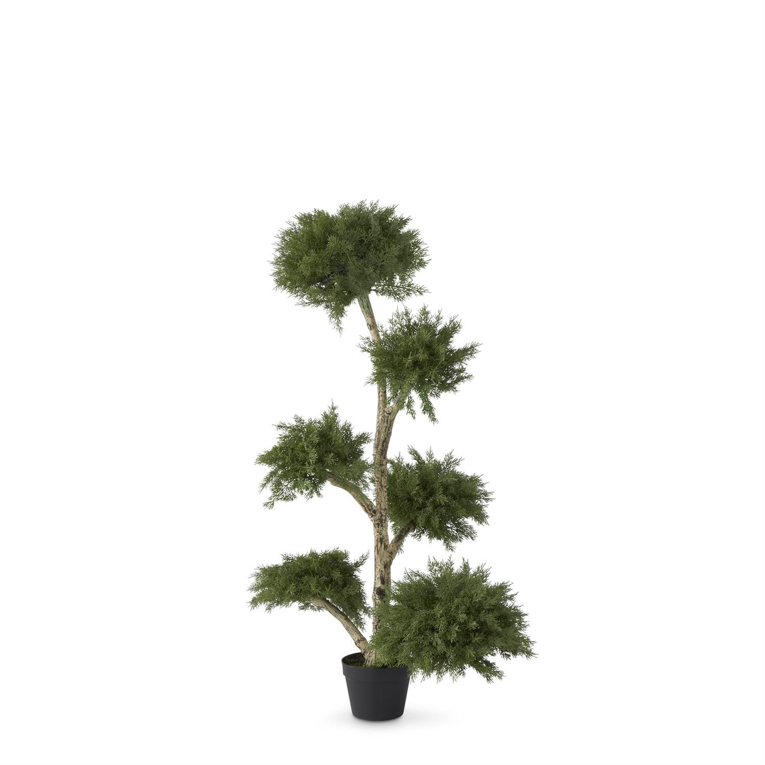 4 Foot Potted Cloud Cypress Tree