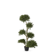 4 Foot Potted Cloud Cypress Tree
