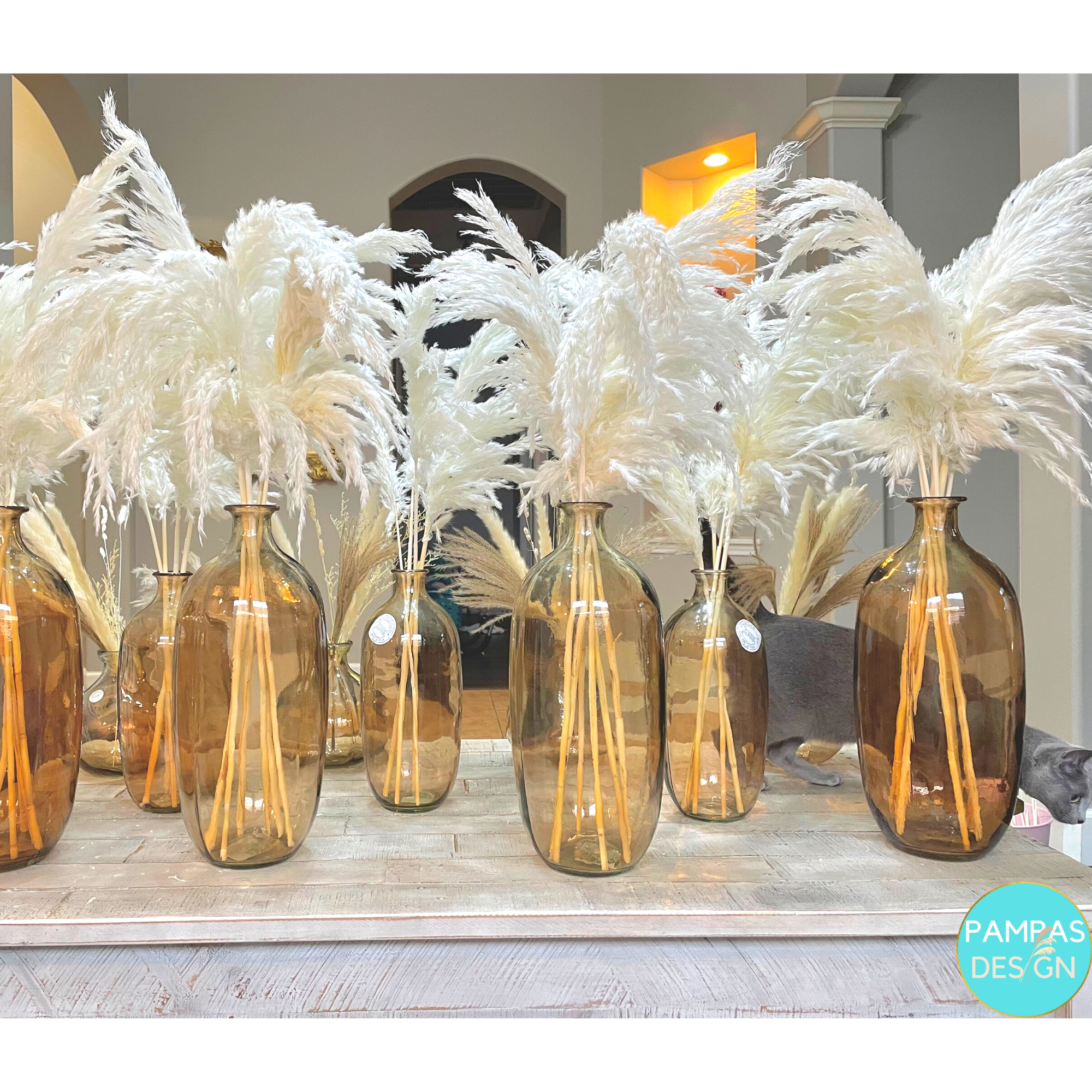 White Pampas Grass Large Fluffy 10 Stems 2ft to 2.5ft: Grey