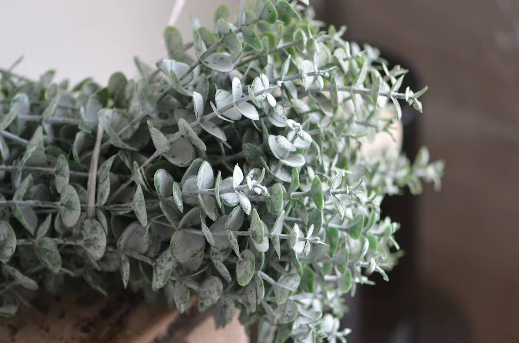 Lifelike soft touch Frosty Flocked Spiral Eucalyptus Stem: 14"