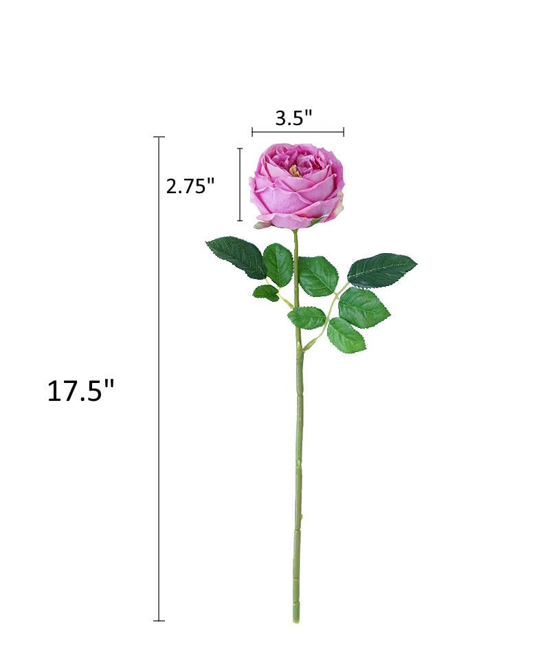 17"Premium Real touch English Austin Cabbage Rose Stem: Light Champagne