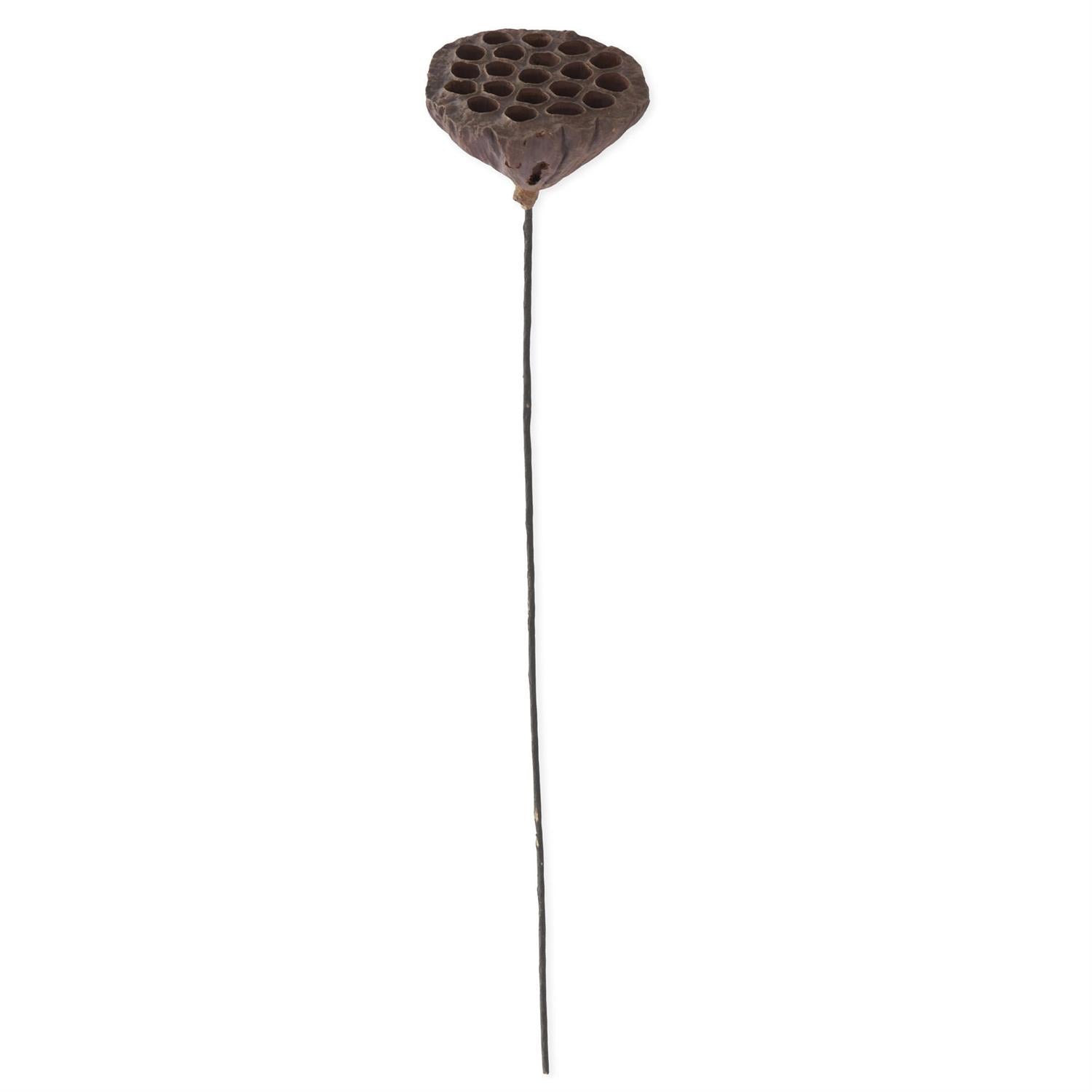 Brown Lotus Seedpod - 21 Inch