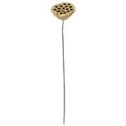 Gold Lotus Seedpod - 21 Inch