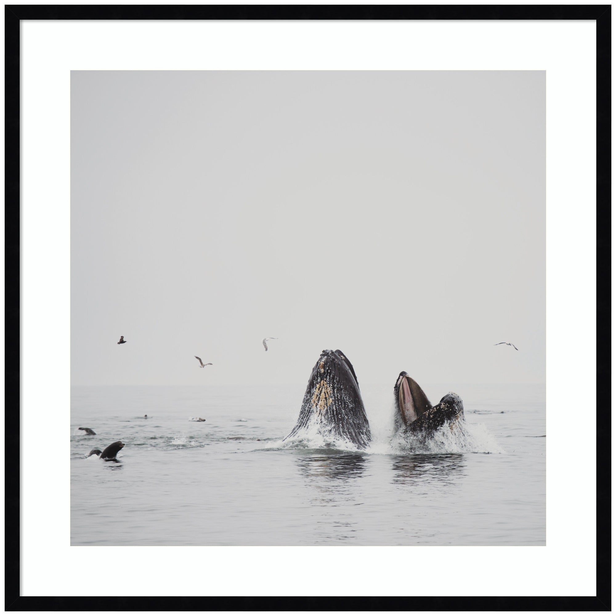 Humpback Whales No. 2 by Laura Evans Framed Wall Art Print