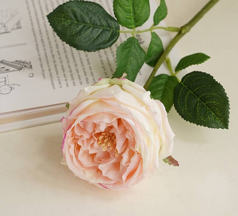 17"Premium Real touch English Austin Cabbage Rose Stem: Pure White