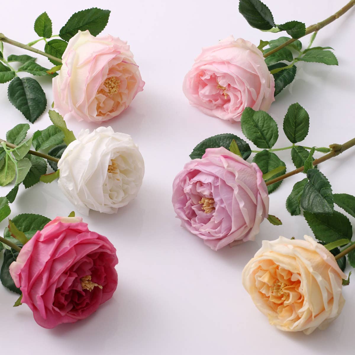 17"Premium Real touch English Austin Cabbage Rose Stem: Pure White