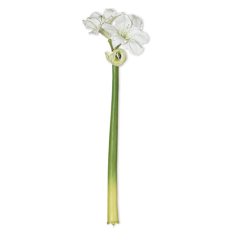 White Amaryllis Stem - 31.5 Inch