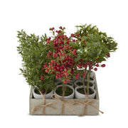 12 Assorted Potted Red Holly Berry w/Wood Tray
