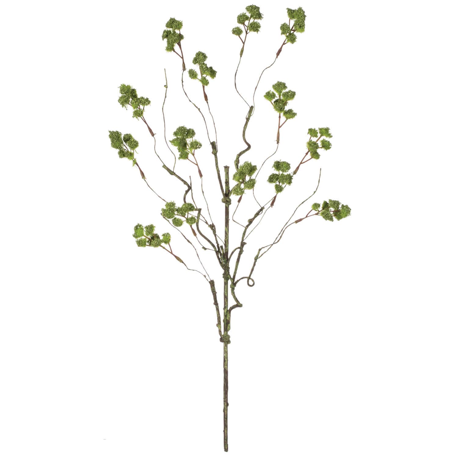 Irish Moss Spray