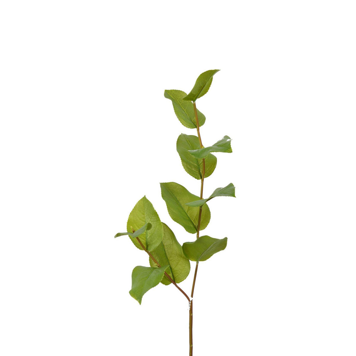 Salal Leaf Spray - 30 Inch