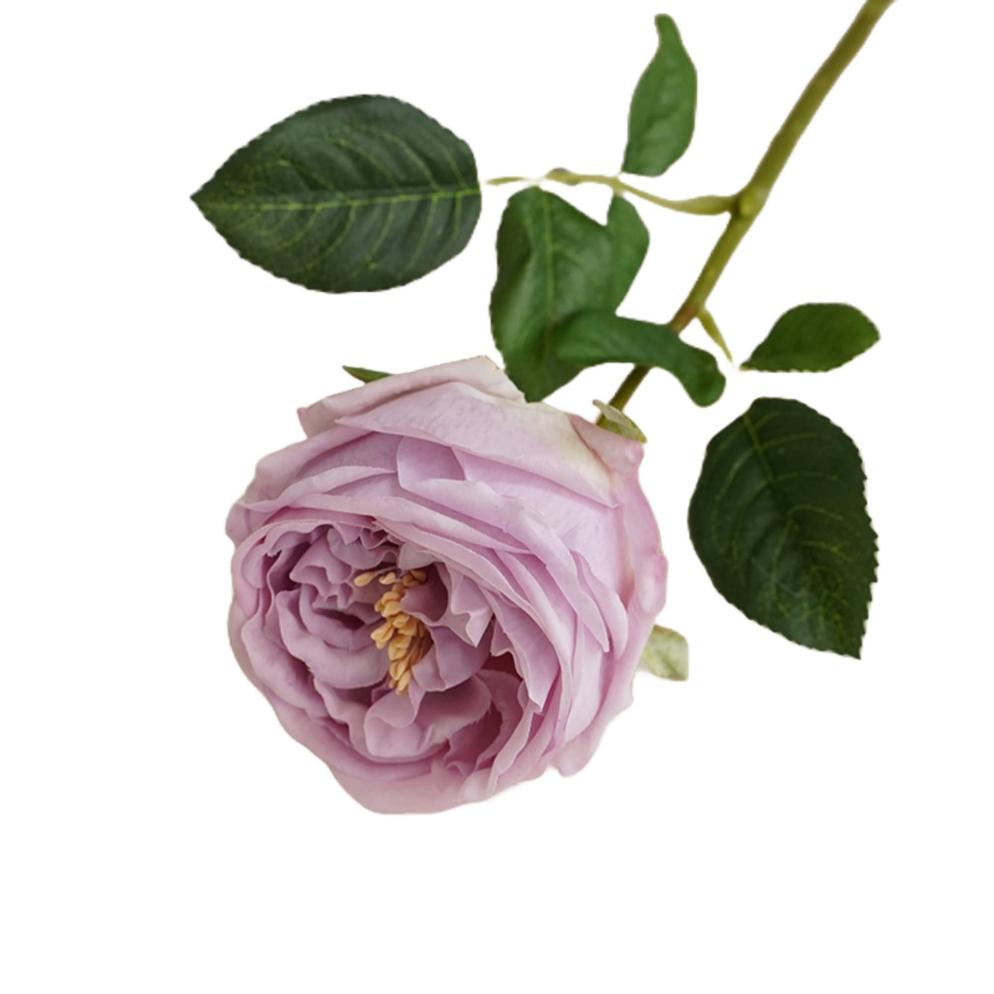 17"Premium Real touch English Austin Cabbage Rose Stem: Pure White