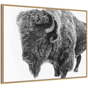 Bison in Snow Black and White by Amy Peterson Framed Canvas Wall Art Print
