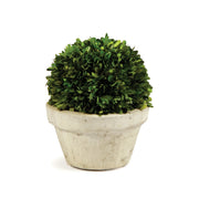 BOXWOOD BALL IN POT LARGE