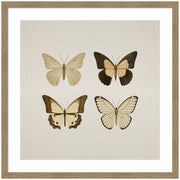 Framed Art Vintage Style Butterflies in Neutral Tones by The Creative Bunch Studio