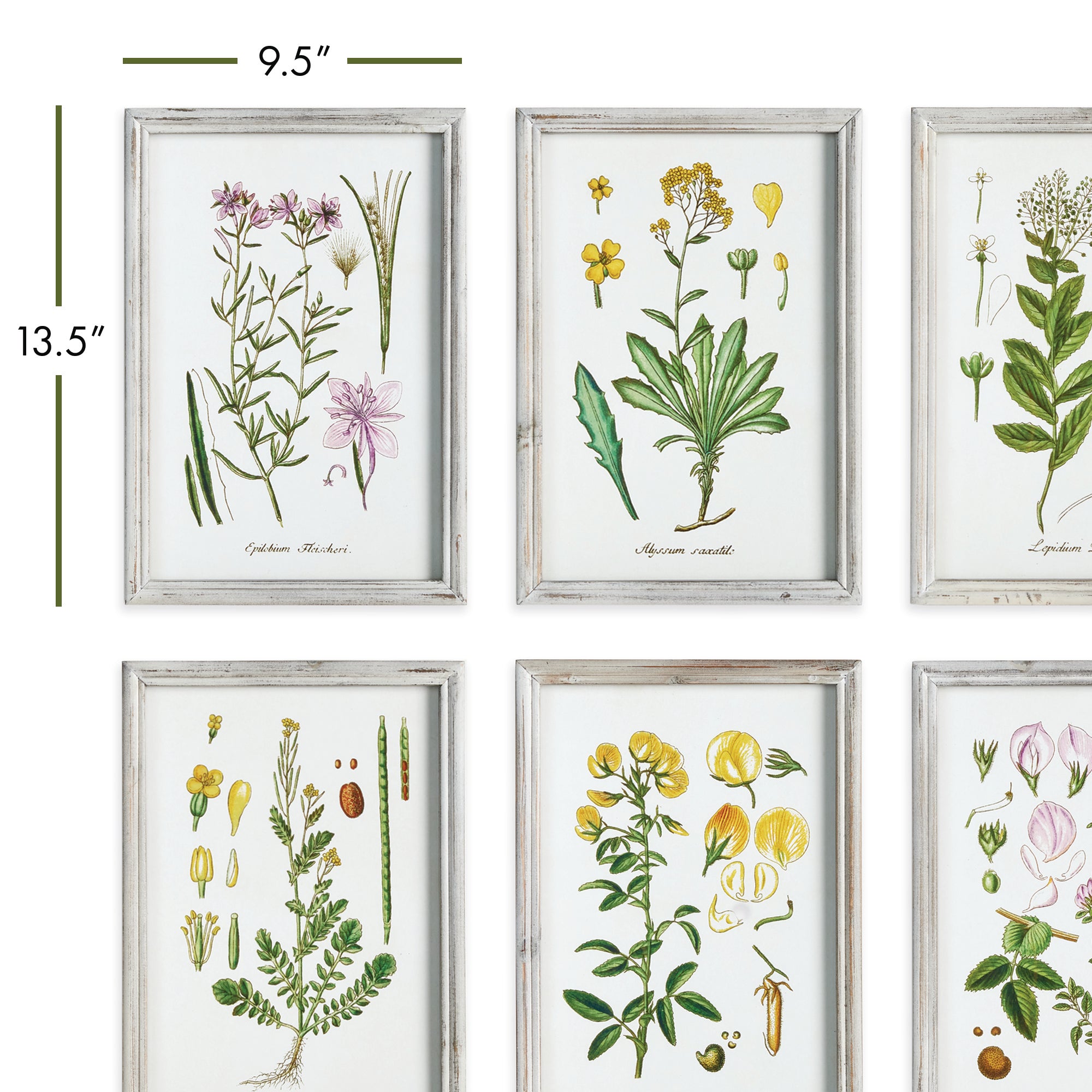PERENNIAL BOTANICAL STUDY, SET OF 6