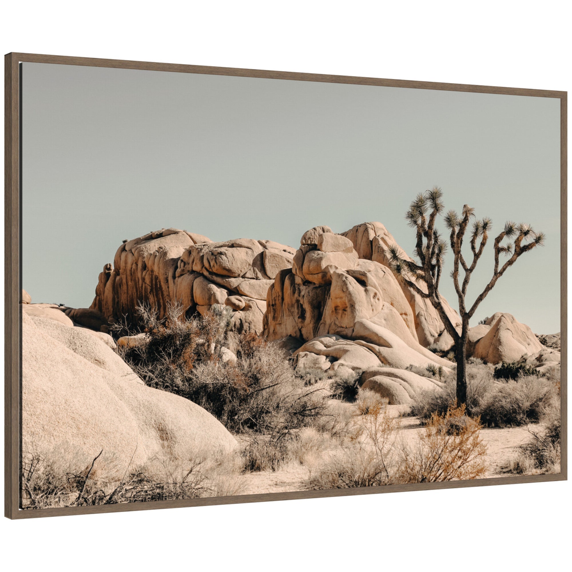 Joshua Tree No. 3 by Alicia Bock Framed Canvas Wall Art Print