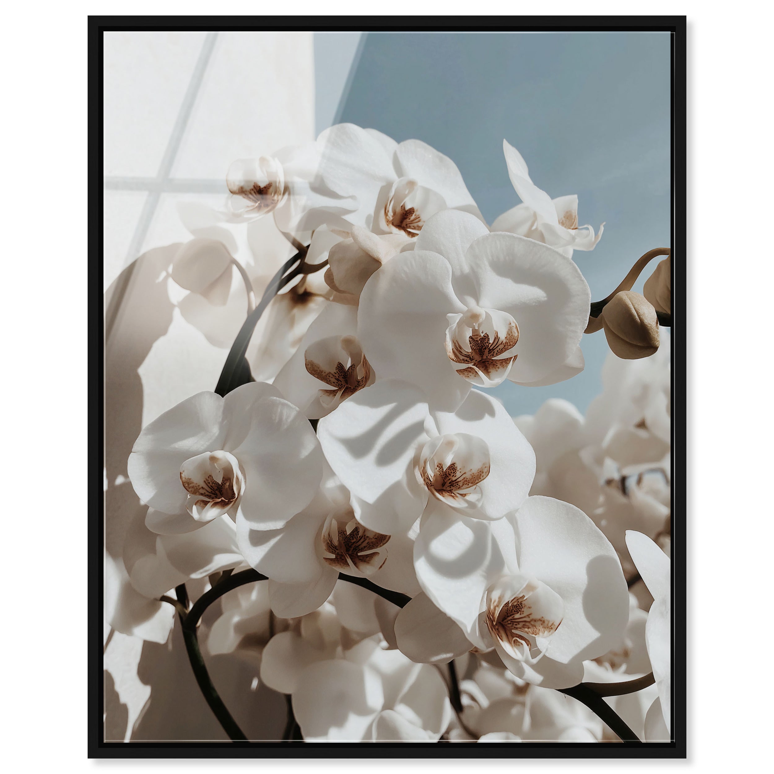 Phalaenopsis Flowers