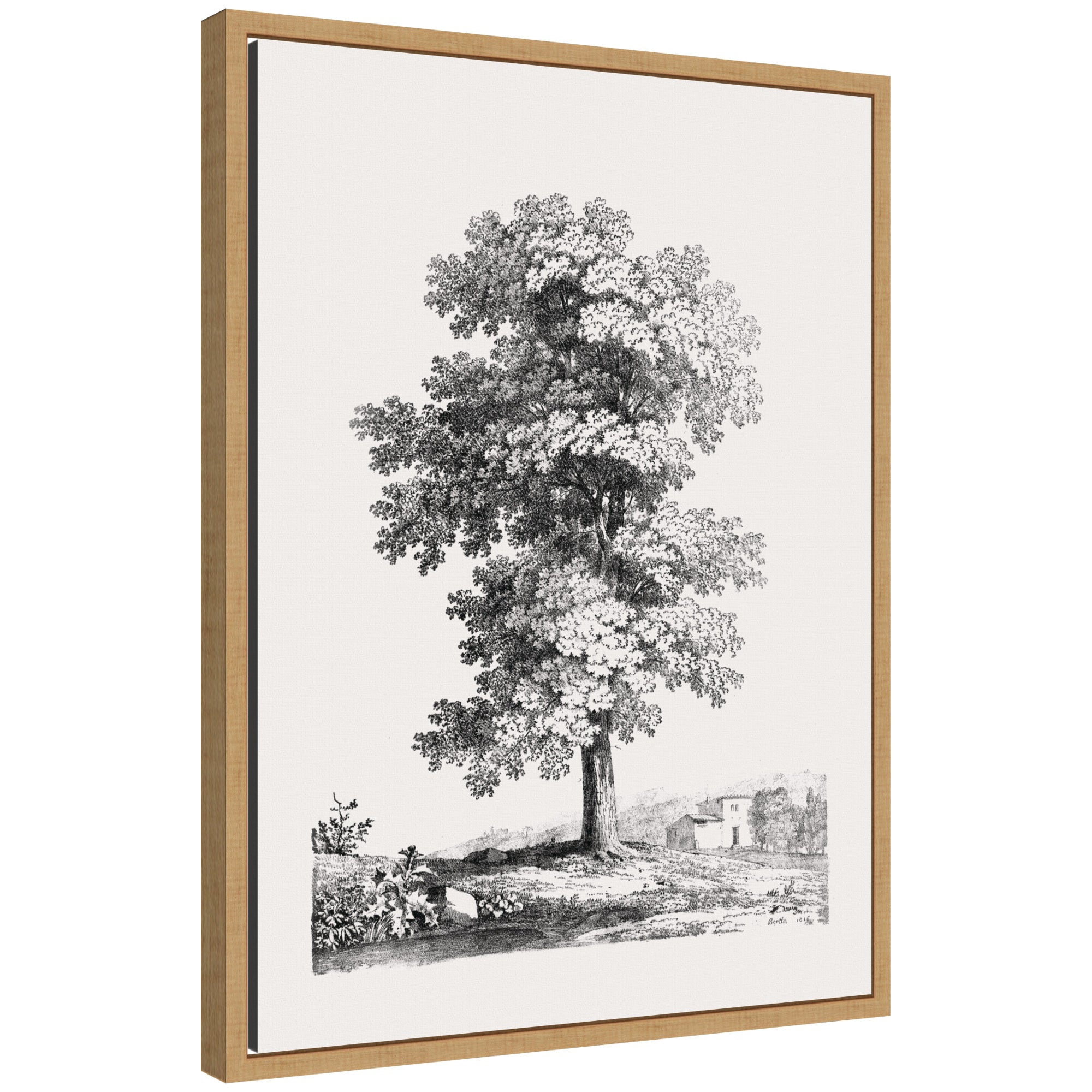 Sylvie Jean Victor Bertin Study of a Tree 1816 Framed Canvas by The Art Institute of Chicago