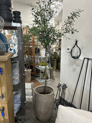 8' OLIVE TREE