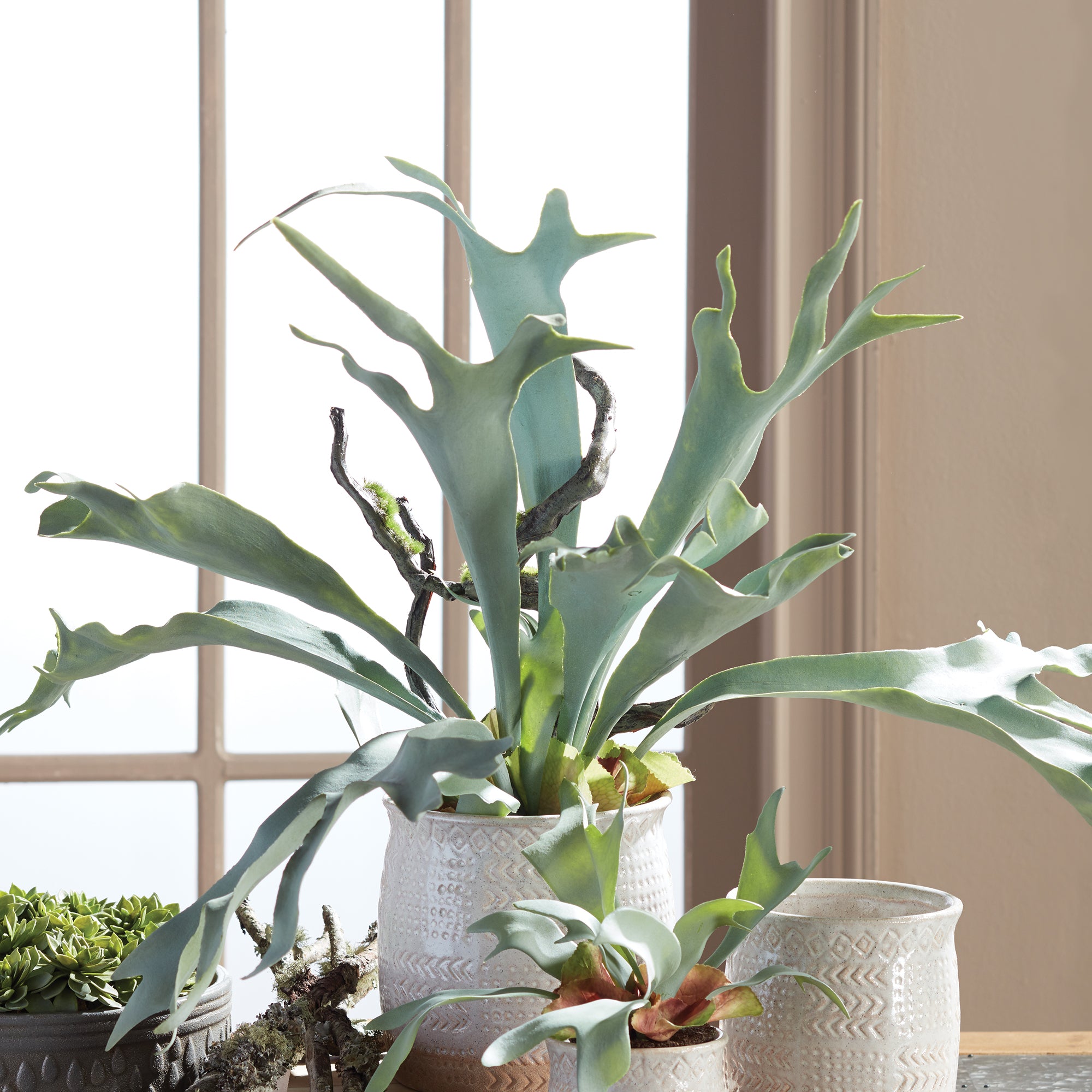 STAGHORN FERN DROP-IN 22"