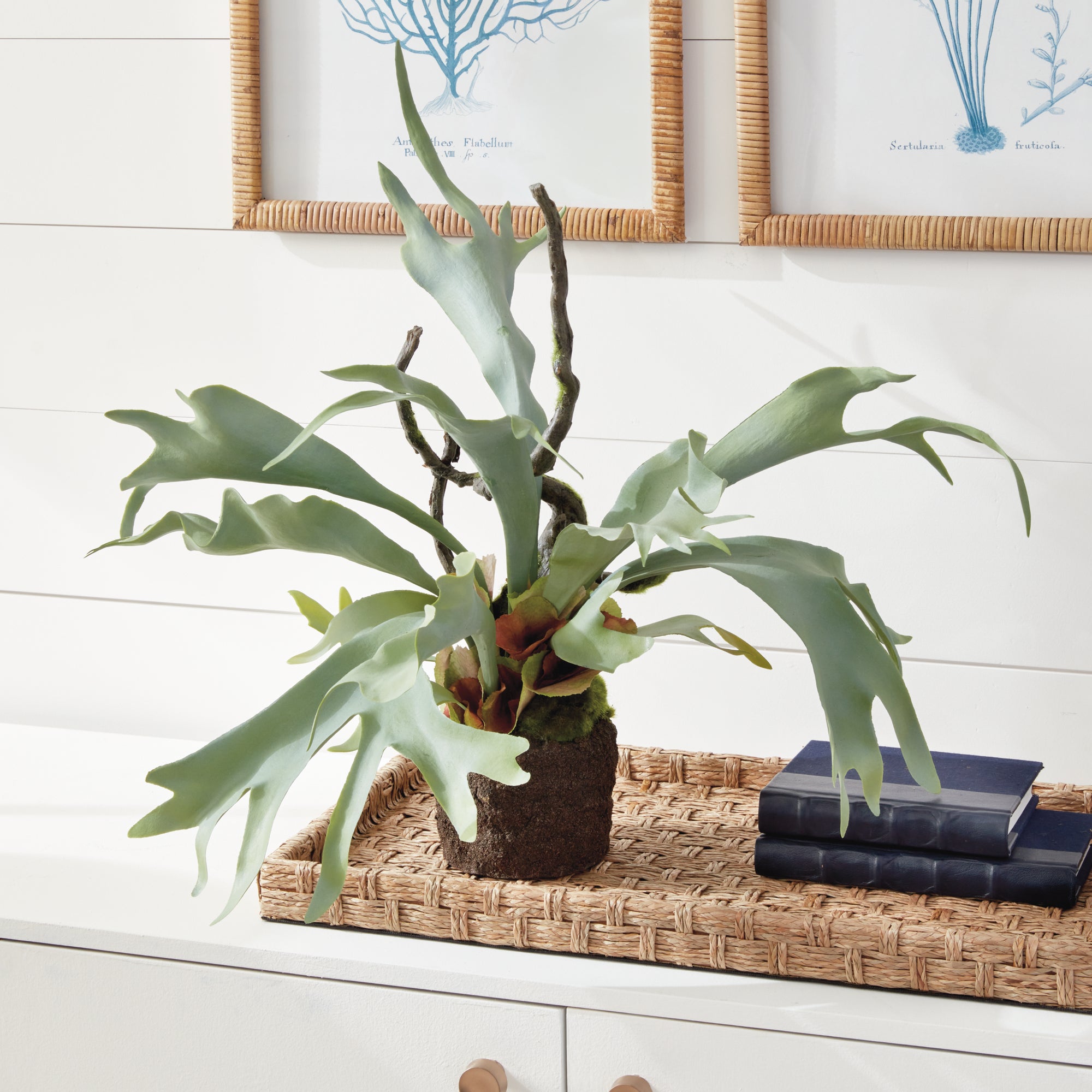 STAGHORN FERN DROP-IN 22"
