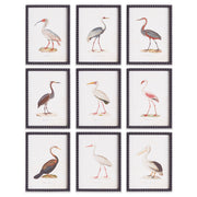 AQUATIC BIRDS STUDY, SET OF 9