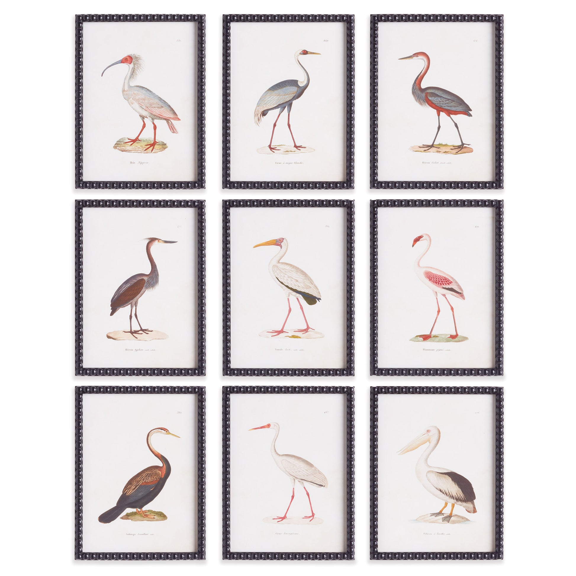 AQUATIC BIRDS STUDY, SET OF 9