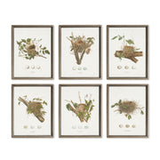 ASSORTED BIRD NEST STUDY ST/6