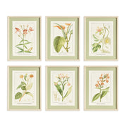 ASSORTED BLOOMING PLANT STUDY ST/6