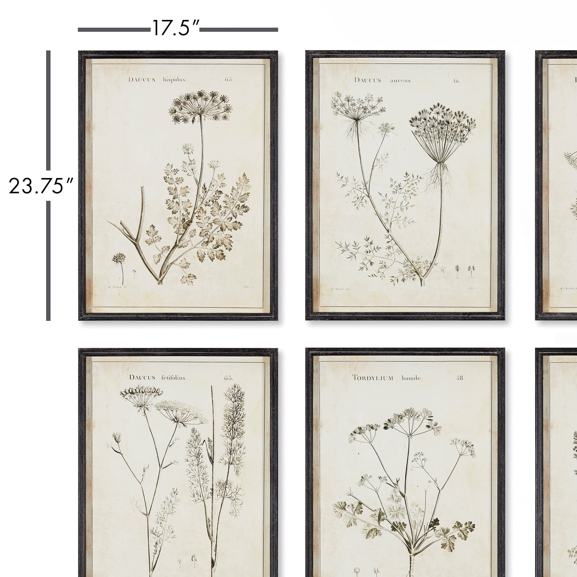 WILDFLOWER STUDY, SET OF 6