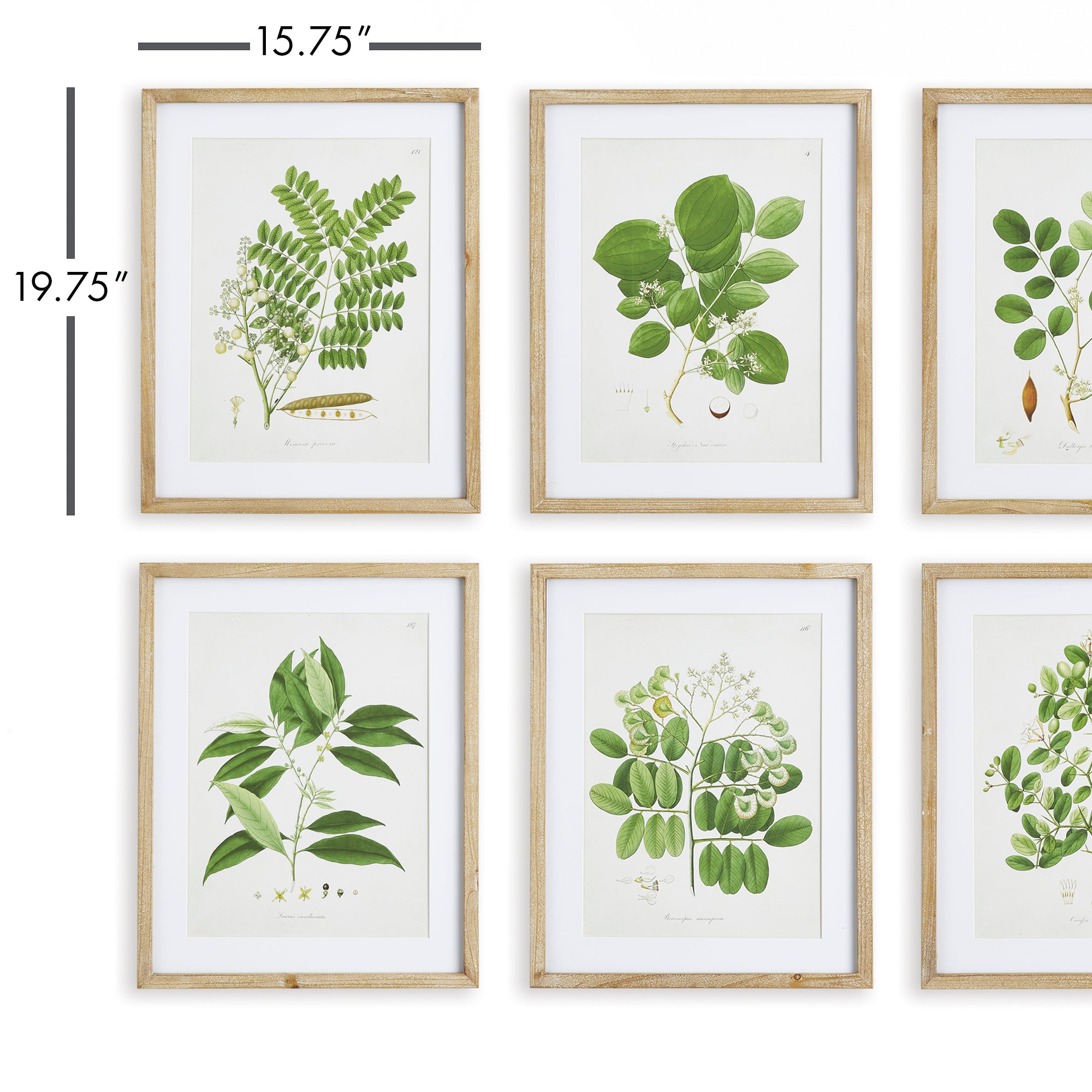 TREE LEAF STUDY, SET OF 6