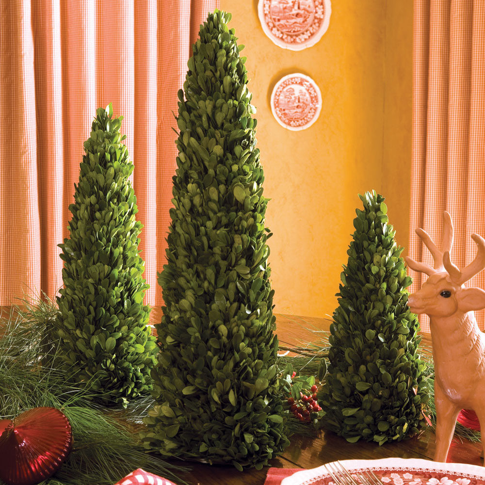 BOXWOOD MINI TREES, SET OF 3