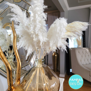 White Pampas Grass Large Fluffy 10 Stems 2ft to 2.5ft: Grey