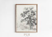 Tree Sketch Premium Quality Art Print: 5"x7" - Frame Option