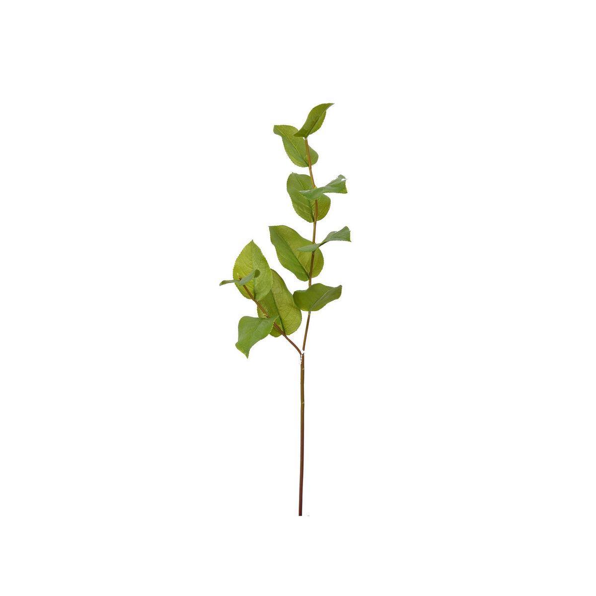 Salal Leaf Spray - 30 Inch