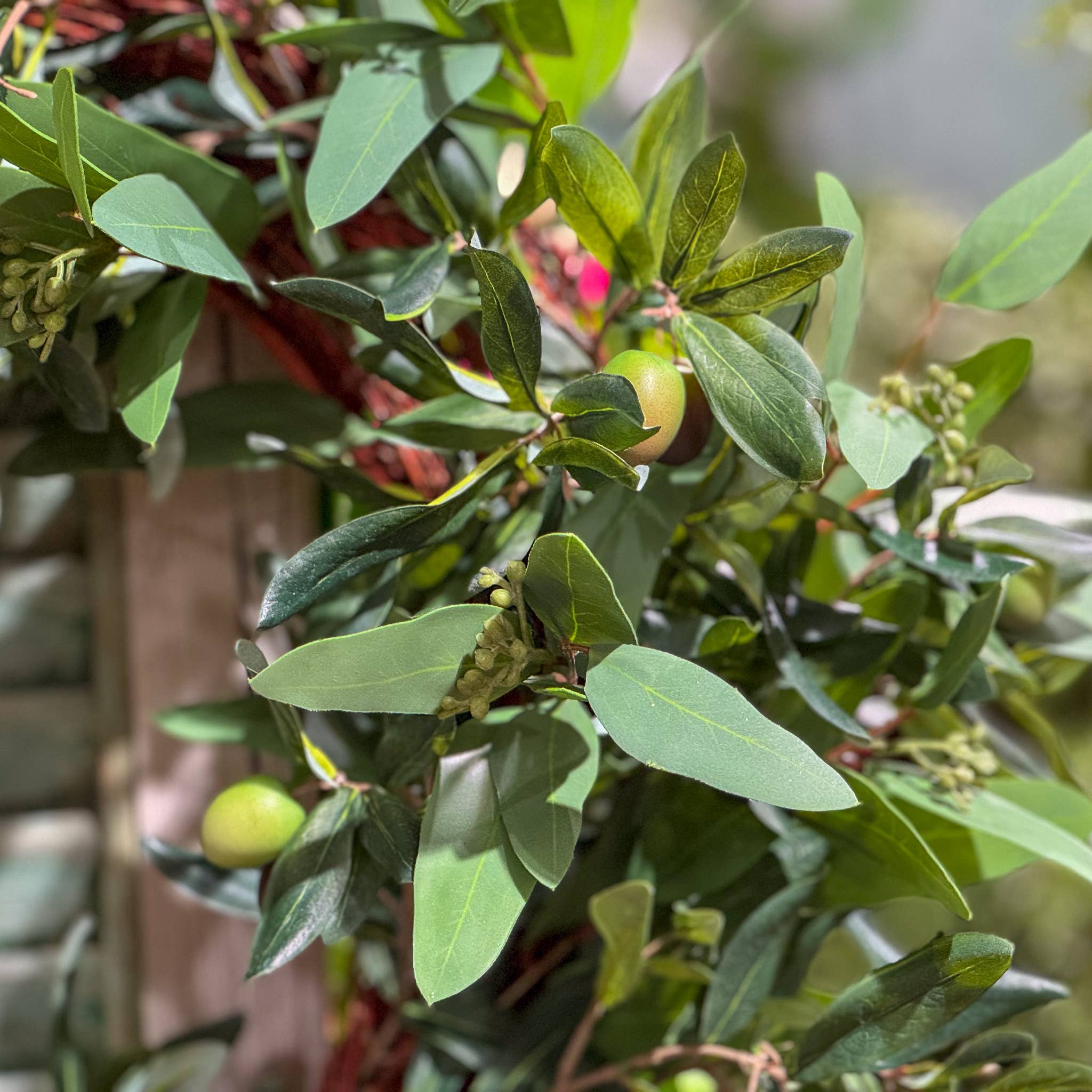 Seeded Eucalyptus & Olive Wreath - 24 Inch