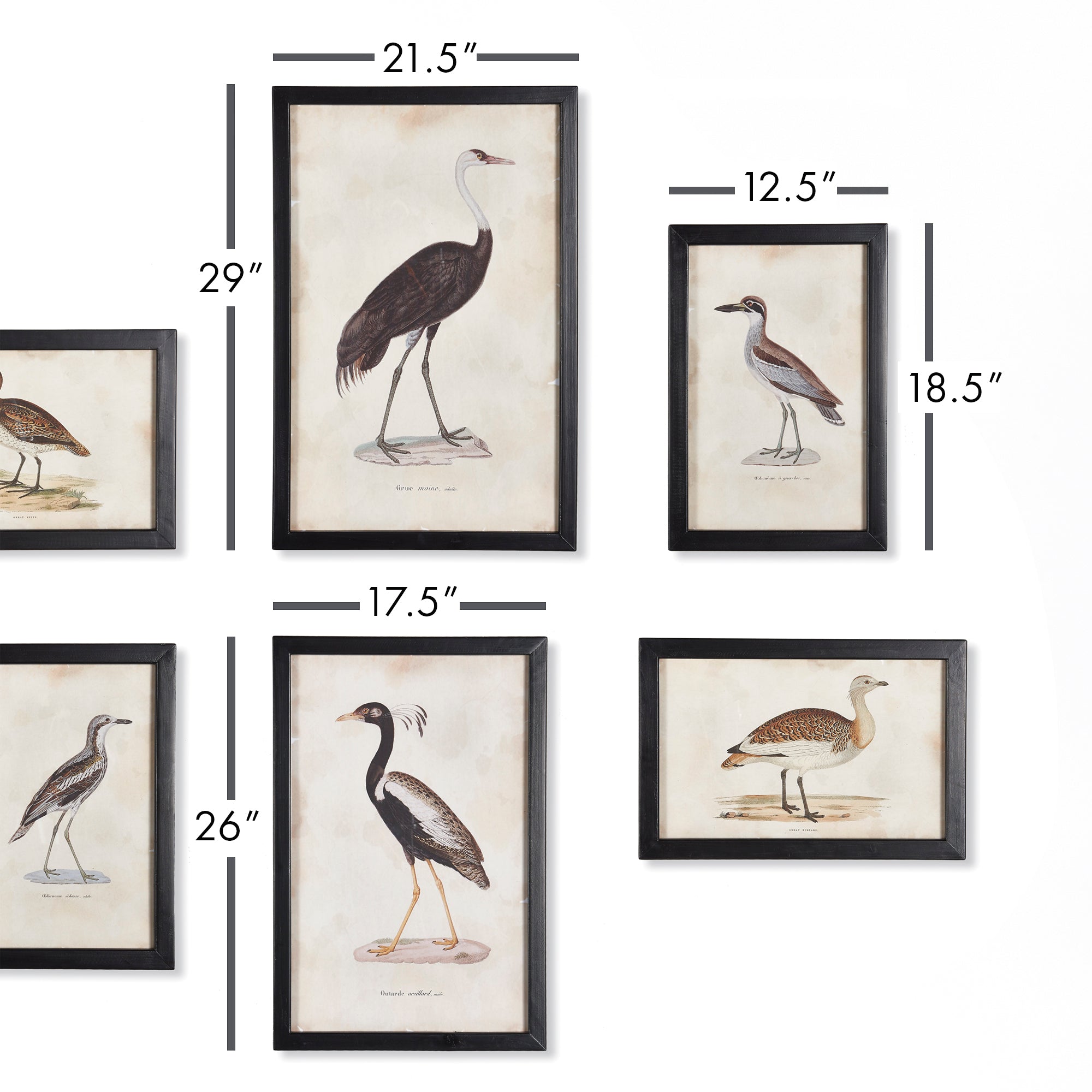 WATERFOWL GALLERY, SET OF 6