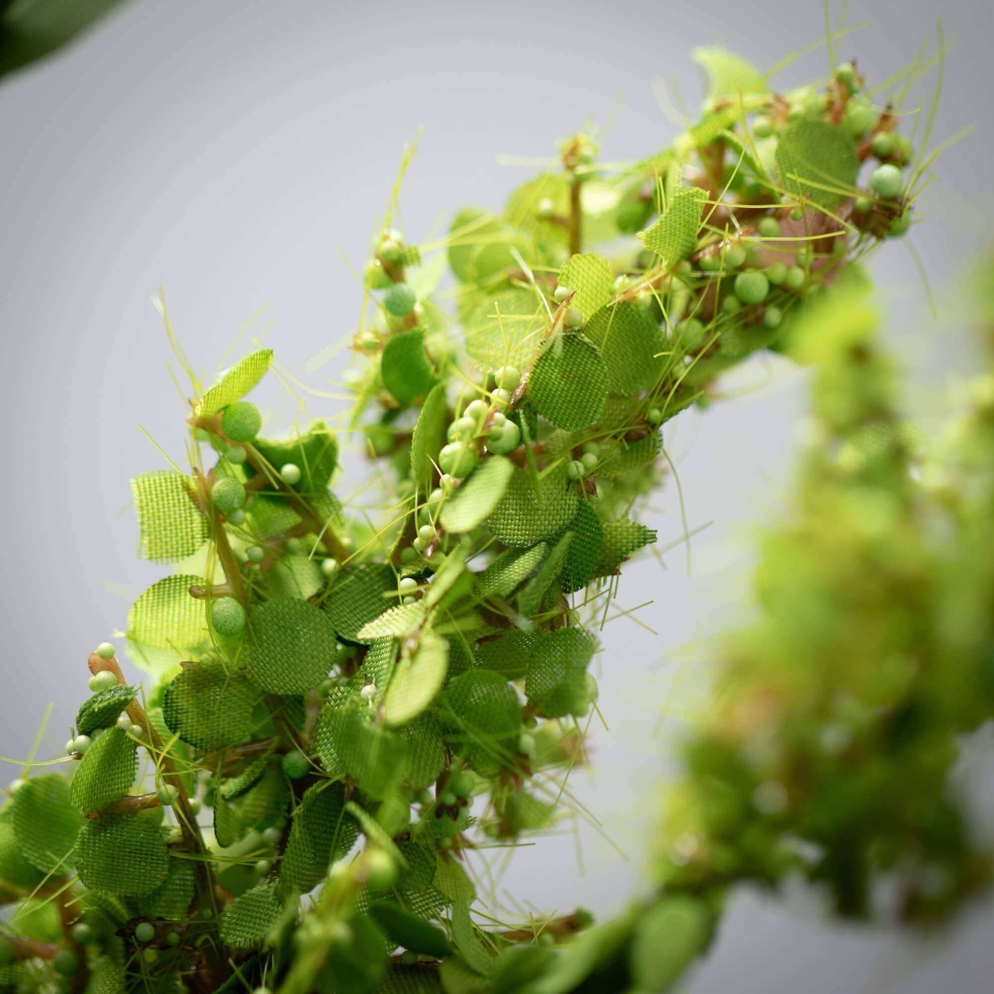 Green Amaranthus  Spray